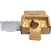 Los mejores  - Fósil de Nautilus genuino tallado y pulido en caja de regalo – 140 millones de años de edad (pequeño- aprox. 4-5 cm)